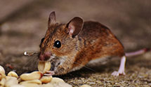 24 Hour & Emergency Exterminators in Turner, ME